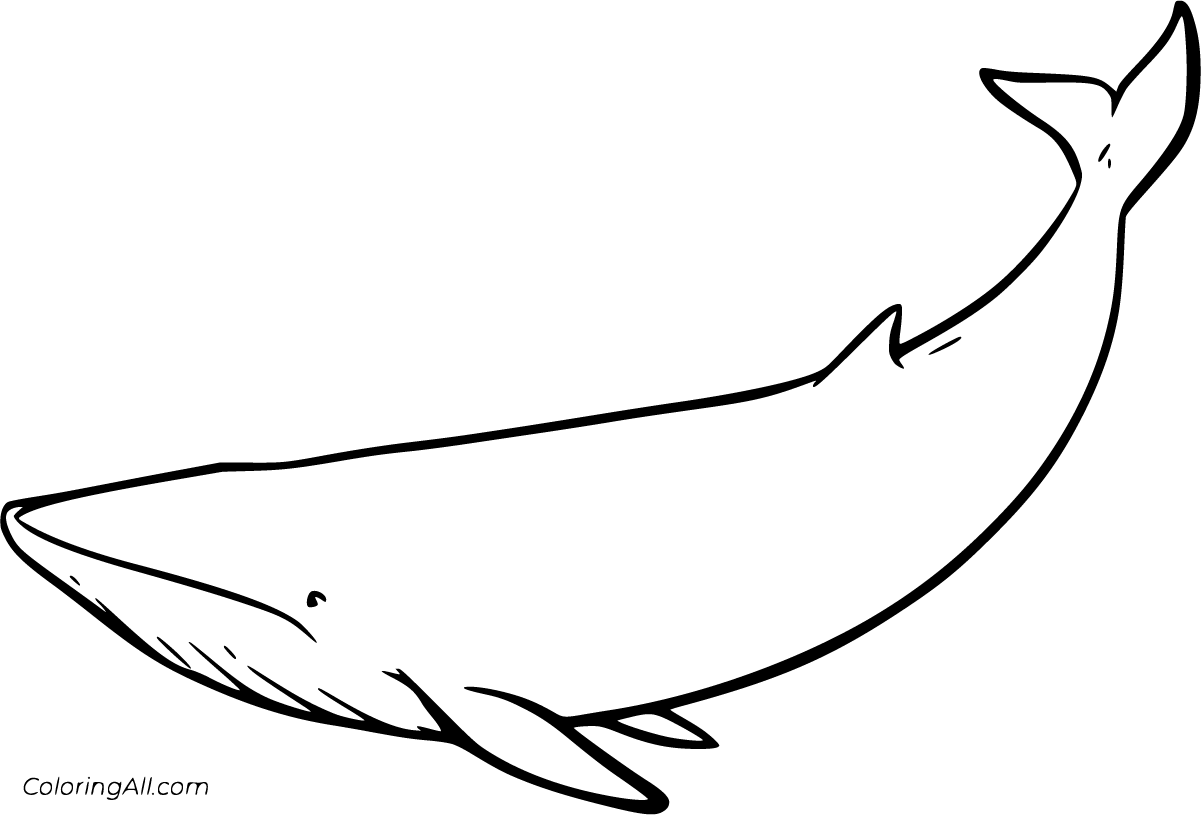 Baleen Whales Coloring Pages - ColoringAll