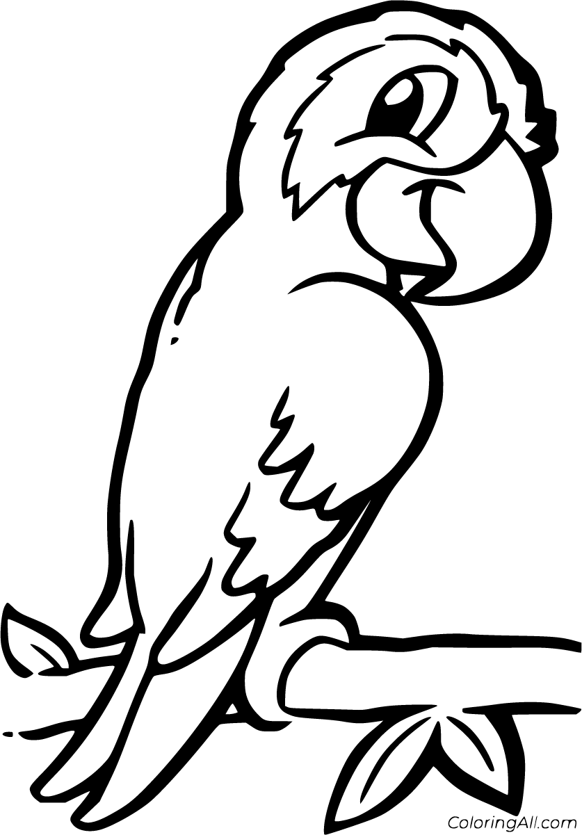Rainforest Bird Coloring Pages