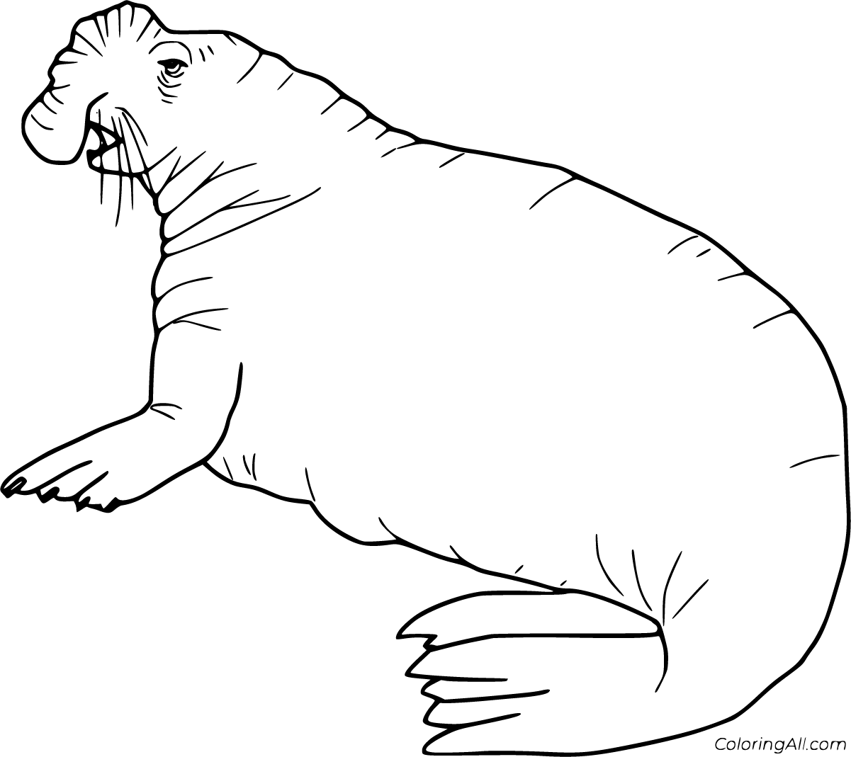 Тюлень контурный рисунок