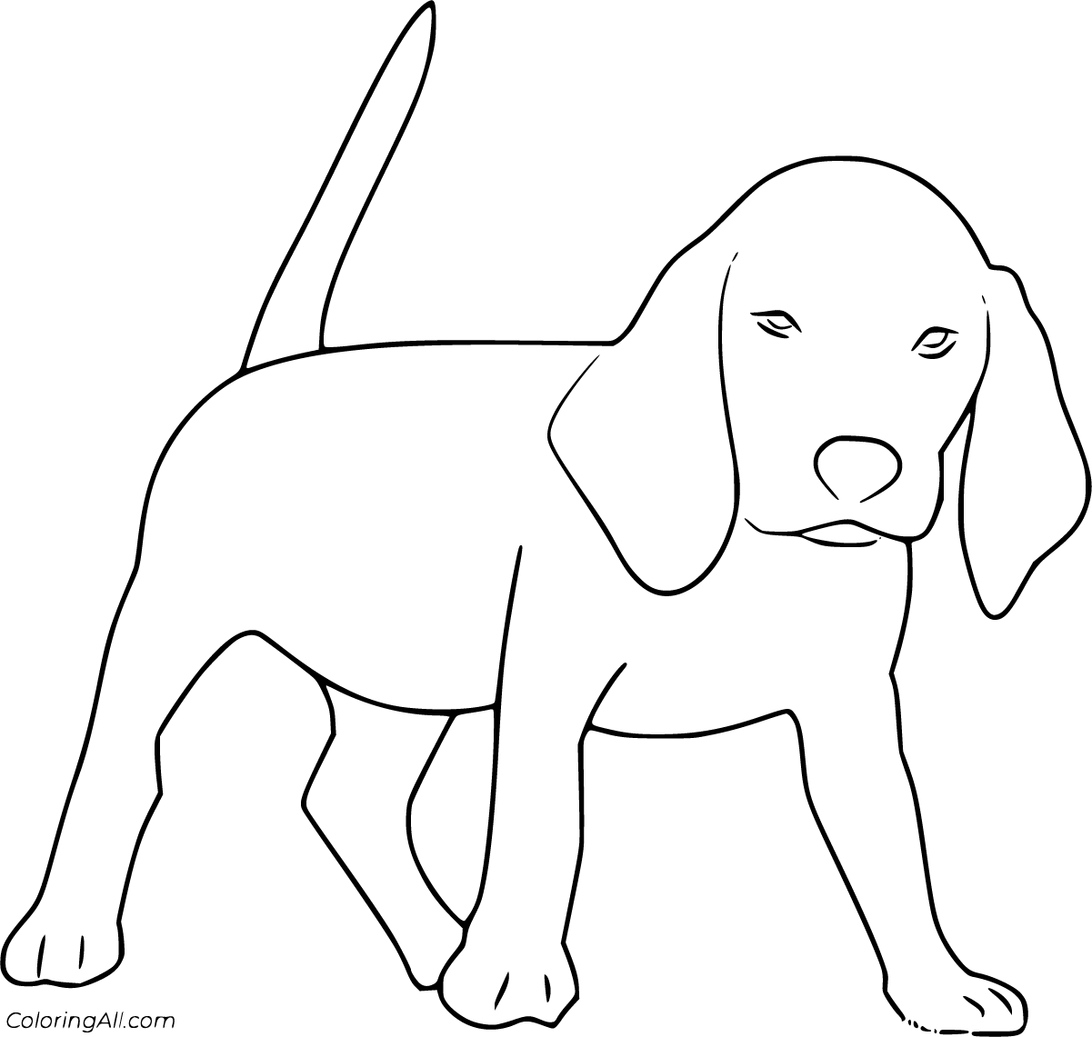Раскраска собаки породы Бигль