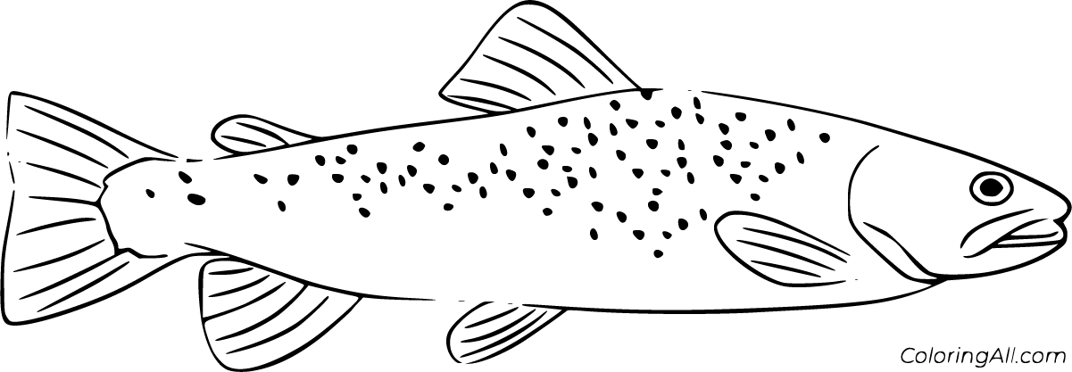 brown trout outline