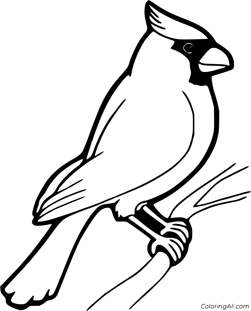 Northern cardinal coloring pages