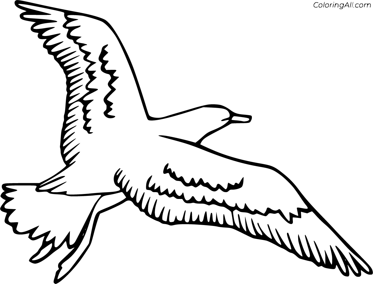 Albatross Coloring Pages   ColoringAll