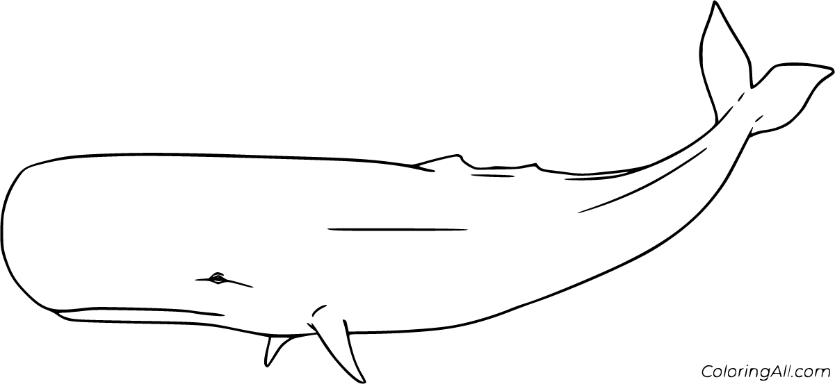 Download Sperm Whale Coloring Pages - ColoringAll
