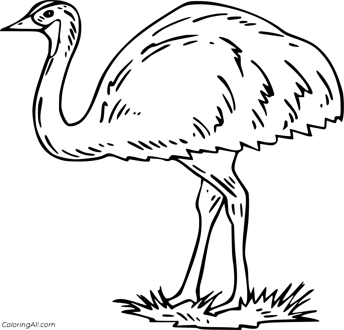 Emu Coloring Pages Realistic Animals Drawing Printable Birds Bird ...