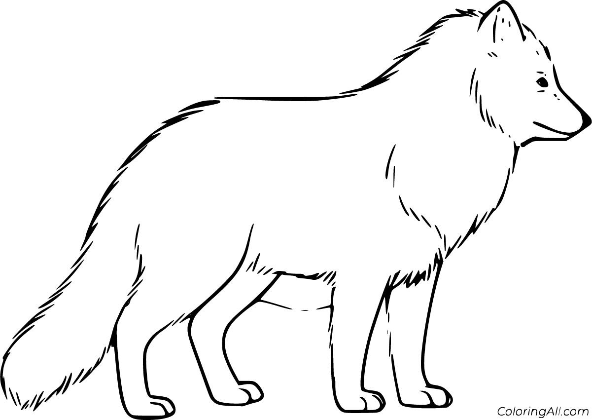 Arctic Fox Coloring Pages - ColoringAll