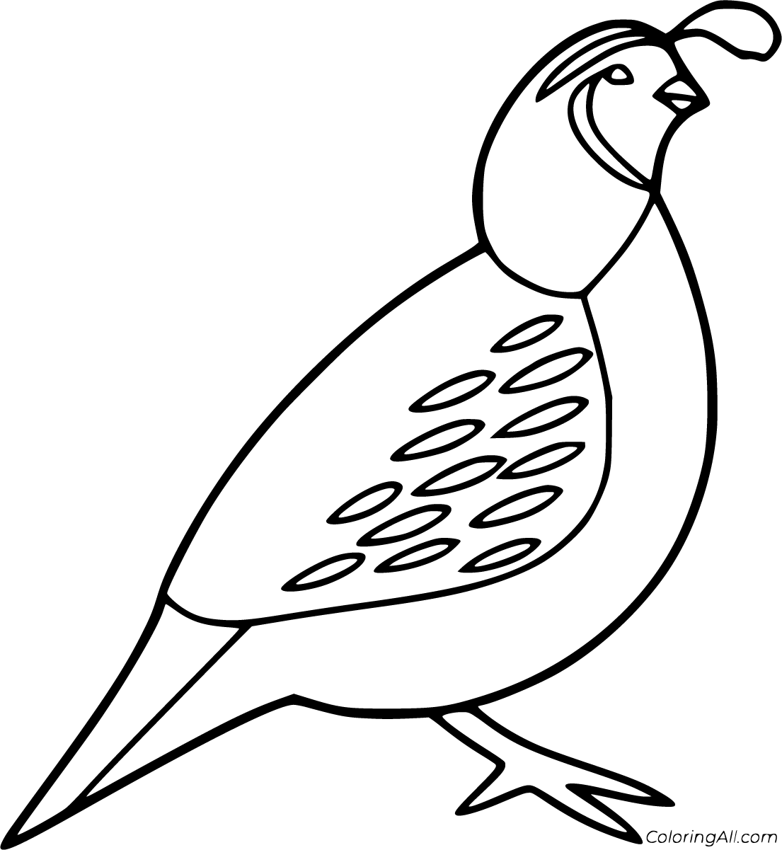 Quail Coloring Pages   ColoringAll