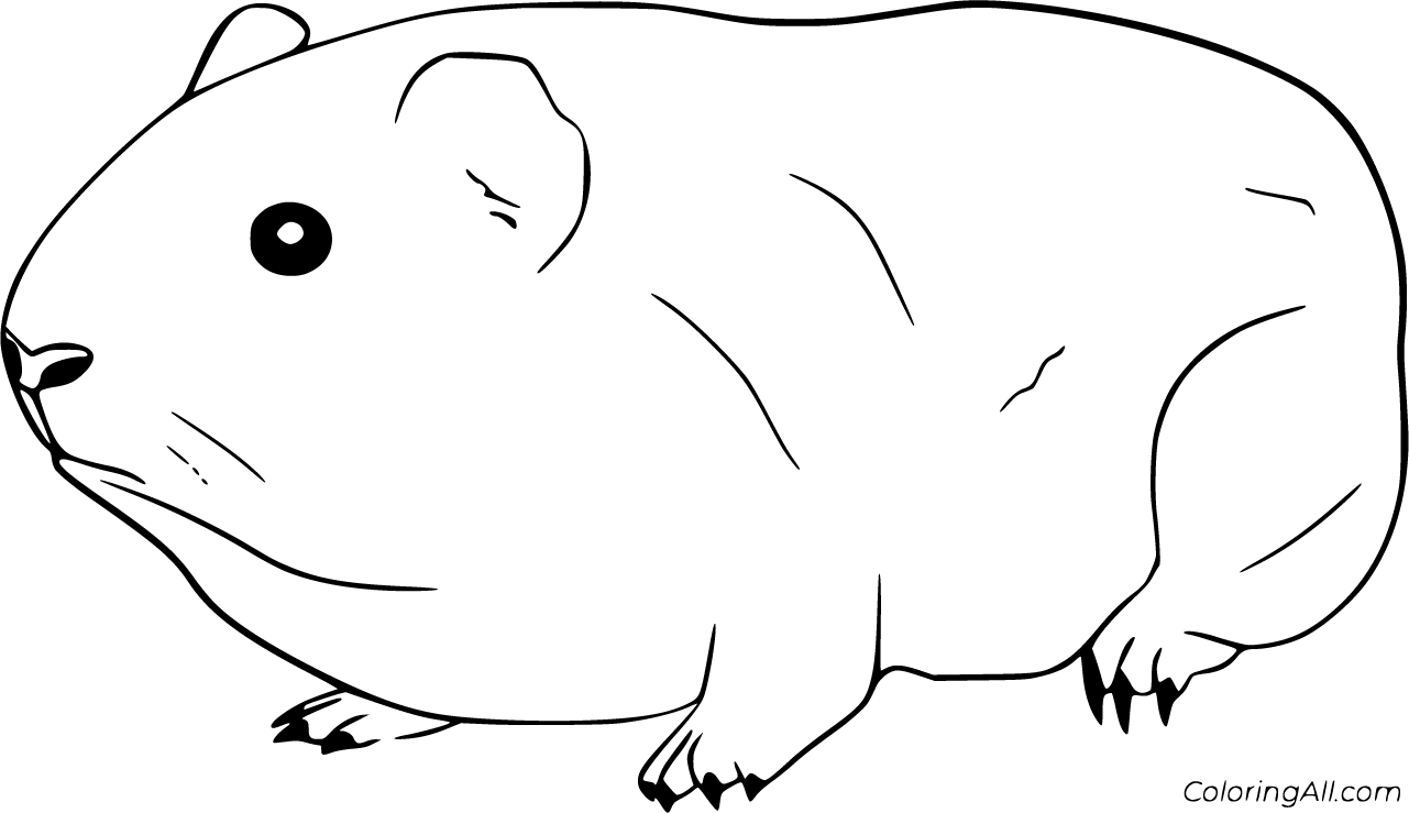 guinia pig coloring pages